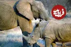 ببینید| درگیری کرگدن و بچه‌اش با یک فیل