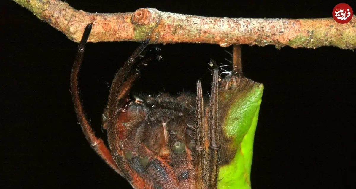 «برگ خشک»؛ عنکبوت شگفت‌انگیزی که استاد نیرنگ و استتار است