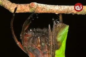 «برگ خشک»؛ عنکبوت شگفت‌انگیزی که استاد نیرنگ و استتار است