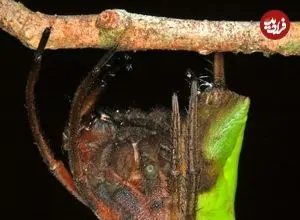 «برگ خشک»؛ عنکبوت شگفت‌انگیزی که استاد نیرنگ و استتار است