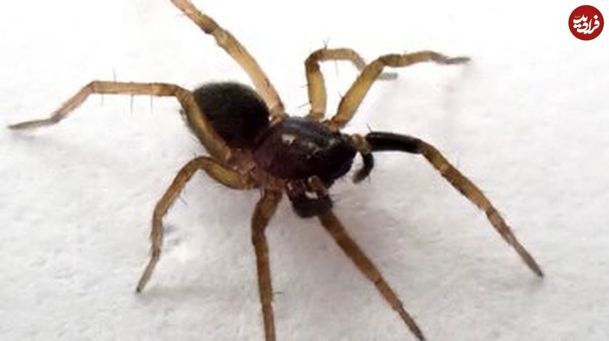 «عنکبوت گرگ پنجهسفید» بازگشت؛ بازماندهای از نیم قرن پیش!