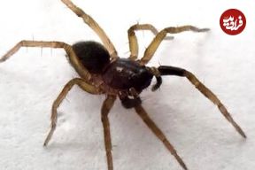 «عنکبوت گرگ پنجه‌سفید» بازگشت؛ بازمانده‌ای از نیم قرن پیش!