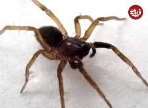 «عنکبوت گرگ پنجهسفید» بازگشت؛ بازماندهای از نیم قرن پیش!