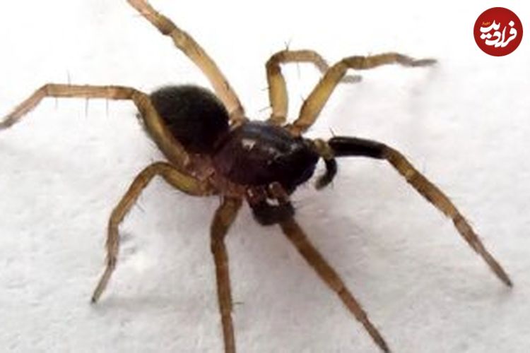 «عنکبوت گرگ پنجهسفید» بازگشت؛ بازماندهای از نیم قرن پیش!