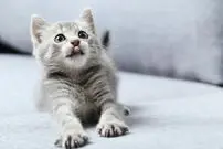 (ویدئو) گربه ای که صاحبش را به خاطر چشمانش مسخره می کند!