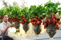 (ویدئو) یک ایده خلاقانه برای پرورش توت فرنگی در بطری در منزل