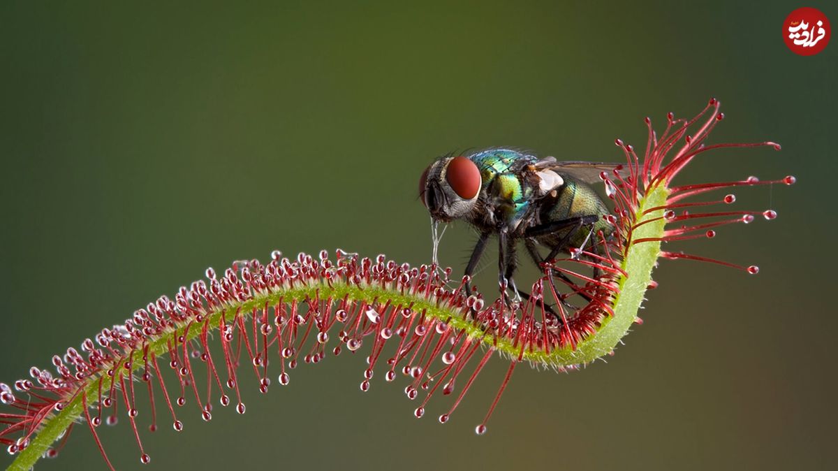 ۷ گیاه شگفتانگیز که «حشره» میخورند