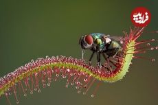 ۷ گیاه شگفت‌انگیز که «حشره» می‌خورند