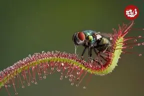 ۷ گیاه شگفت‌انگیز که «حشره» می‌خورند