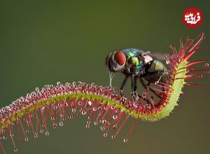 ۷ گیاه شگفتانگیز که «حشره» میخورند