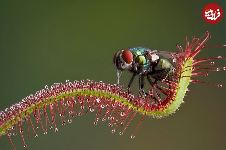 ۷ گیاه شگفتانگیز که «حشره» میخورند