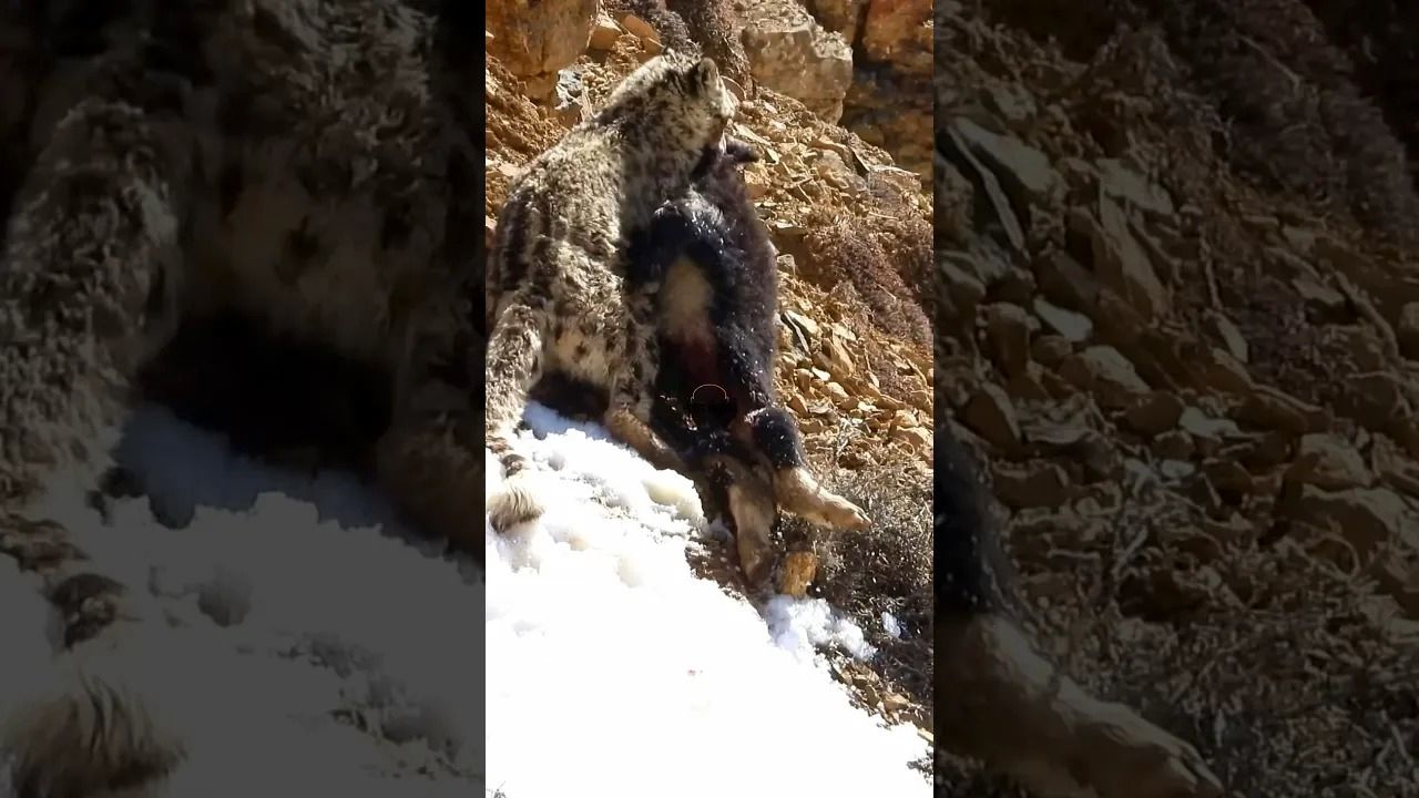 (ویدئو) قدرت باورنکردنی پلنگ برفی در کشیدن لاشه بز کوهی بزرگ