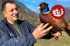 ببینید؛ غذای روستایی در آذربایجان؛ پخت یک غذای سنتی با قرقاول