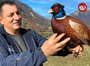 ببینید؛ غذای روستایی در آذربایجان؛ پخت یک غذای سنتی با قرقاول