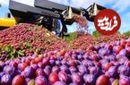ببینید؛ چگونه کشاورزان آمریکایی سالانه صدها تن آلو برداشت می کنند؟
