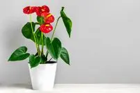 گیاه آپارتمانی آنتوریوم؛ گل قلبی که روح خانه را تازه می‌کند