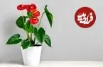 گیاه آپارتمانی آنتوریوم؛ گل قلبی که روح خانه را تازه می‌کند