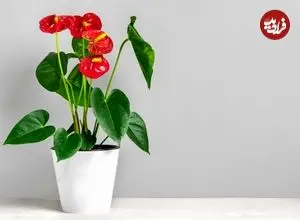 گیاه آپارتمانی آنتوریوم؛ گل قلبی که روح خانه را تازه می‌کند