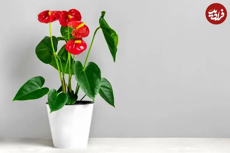 گیاه آپارتمانی آنتوریوم؛ گل قلبی که روح خانه را تازه می‌کند