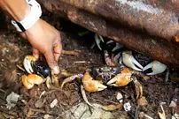 ببینید| غذای خیابانی در پالائو؛ پخت خرچنگ پر شده با نارگیل در کرور