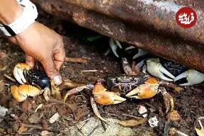 ببینید| غذای خیابانی در پالائو؛ پخت خرچنگ پر شده با نارگیل در کرور