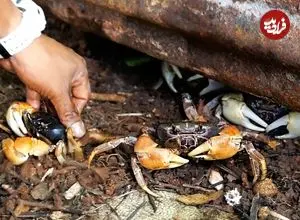 ببینید| غذای خیابانی در پالائو؛ پخت خرچنگ پر شده با نارگیل در کرور