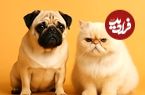 چرا گربه‌ها و سگ‌ها تا حد زیادی شبیه هم شده‌اند؟
