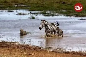 ببینید| تلاش دلهره آور «پلنگ» برای شکار «گورخر و توله اش