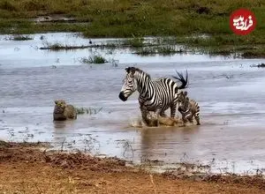 ببینید| تلاش دلهره آور «پلنگ» برای شکار «گورخر و توله اش