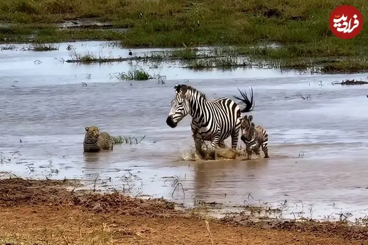 ببینید| تلاش دلهره آور «پلنگ» برای شکار «گورخر و توله اش