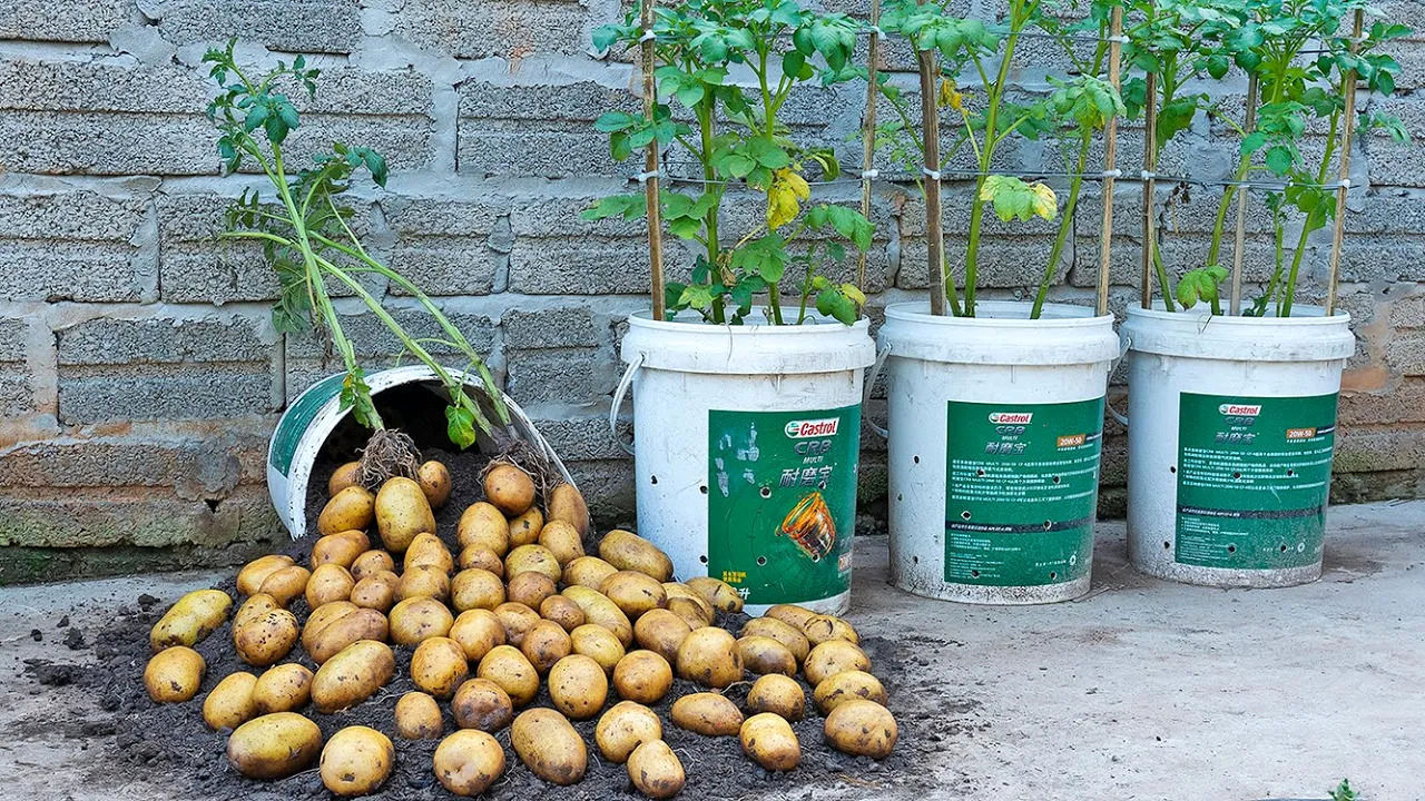(ویدئو) نحوه کاشت و پرورش 1.5 کیلوگرم سیب زمینی و برداشت 15 کیلو در خانه