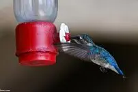 (ویدئو) پناهگاه کوچکترین پرنده جهان