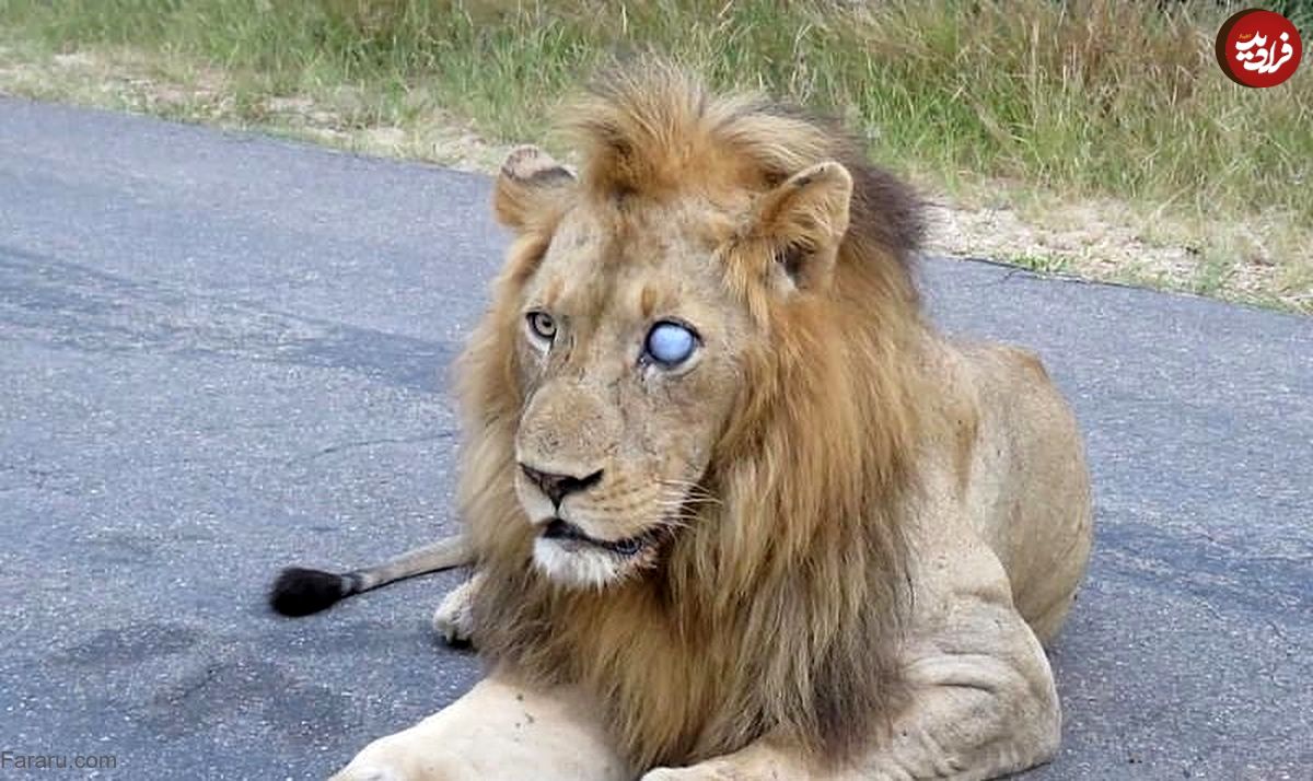 (تصاویر) معمای دو شیر نر یک چشم در حیات وحش آفریقا