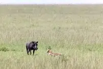 ببینید| وقتی گزار حواس پرت وارد دام شکارچی اش می شود!