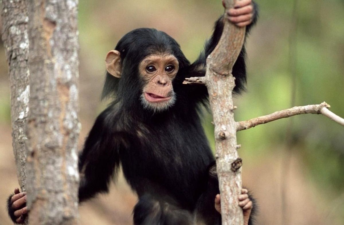 (ویدئو) کمین ماهرانه شامپانزه برای شکار گوزن