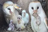 (ویدئو) نمایی کم نظیر از تخم گذاری و بزرگ شدن جوجه های یک جفت جغد کمیاب سفید