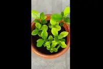 (ویدئو) یک روش متفاوت برای پرورش درخت لیمو از طریق کاشت هسته میوه