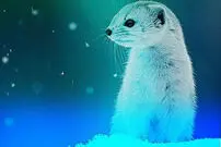 ببینید| شکارچی کوچکی که با آمدن زمستان تغییر رنگ می‌دهد