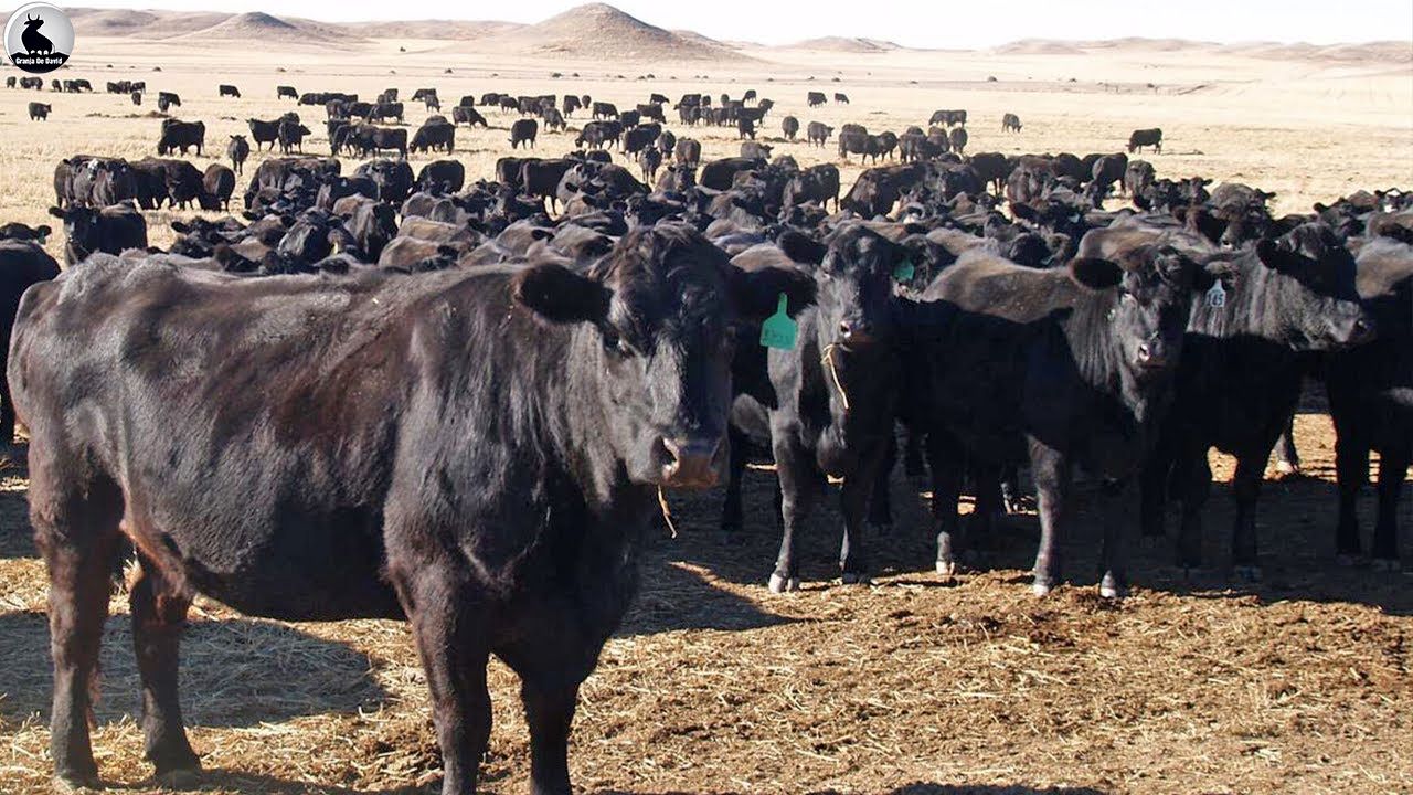 (ویدئو)  مدرن ترین مزرعه گاو در جهان؛ کارخانه فرآوری گوشت گاو روسیه