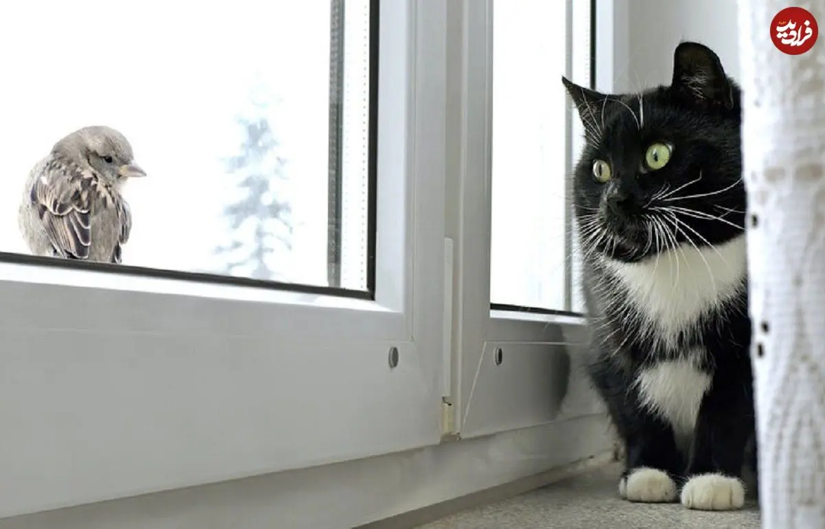 کودتا در مغز: چرا گربه‌ها با دیدن پرنده‌ها دیوانه می‌شوند؟