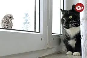 کودتا در مغز: چرا گربه‌ها با دیدن پرنده‌ها دیوانه می‌شوند؟