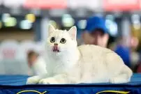 آیا وقتی میومیو می‌کنیم گربه‌ها حرف ما را می‌فهمند؟