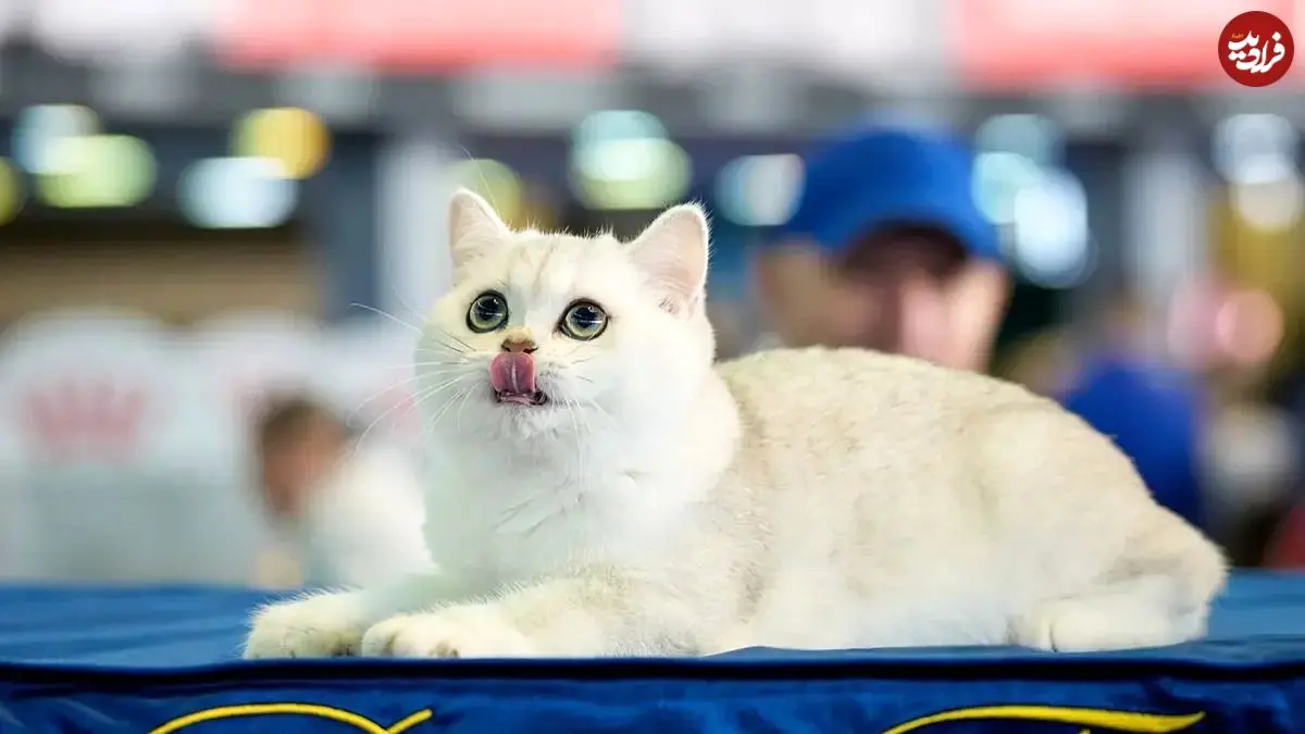 آیا وقتی میومیو می‌کنیم گربه‌ها حرف ما را می‌فهمند؟