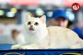 آیا وقتی میومیو می‌کنیم گربه‌ها حرف ما را می‌فهمند؟