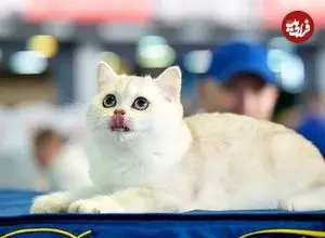 آیا وقتی میومیو می‌کنیم گربه‌ها حرف ما را می‌فهمند؟