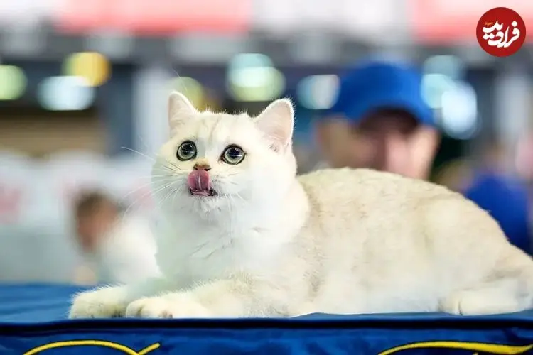 آیا وقتی میومیو می‌کنیم گربه‌ها حرف ما را می‌فهمند؟