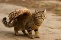 تصاویر؛ گربه‌های بالدار؛ ماجرای گربه بالدار کرمان چیست و چرا برخی گربه‌ها بال دارند؟