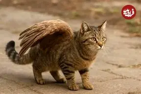 تصاویر؛ گربه‌های بالدار؛ ماجرای گربه بالدار کرمان چیست و چرا برخی گربه‌ها بال دارند؟