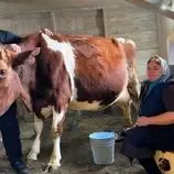 ببینید| غذای روستایی در روسیه؛ تهیه پنیر خانگی با شیر تازه گاو