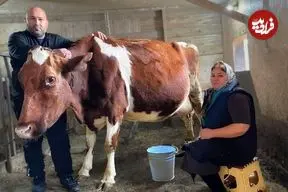 ببینید| غذای روستایی در روسیه؛ تهیه پنیر خانگی با شیر تازه گاو